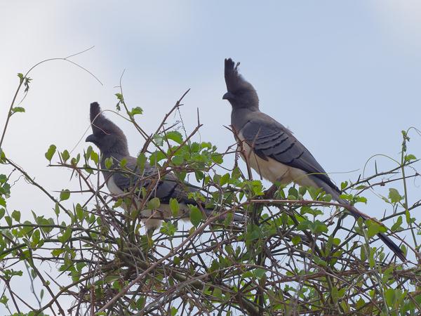 <h3><a href="/trips/tanzania/biota/animalia/chordata/aves/029 musophagiformes/001 musophagidae/corythaixoides leucogaster/corythaixoides leucogaster-nl.html">Corythaixoides&nbsp;leucogaster</a> / White‑bellied&nbsp;go‑away‑bird / Witbuiktoerako</h3>OM-1 Mark II met OLYMPUS M.150-400mm F4.5, 1/2000 sec  bij F4.5, ISO 320, afstand 30.3&nbsp;m